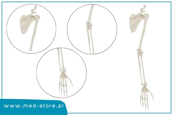 model kończyny górnej człowieka z elastyczną obręczą barkową